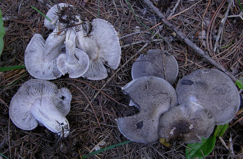 Ritrovamenti alle Viote del Bondone.